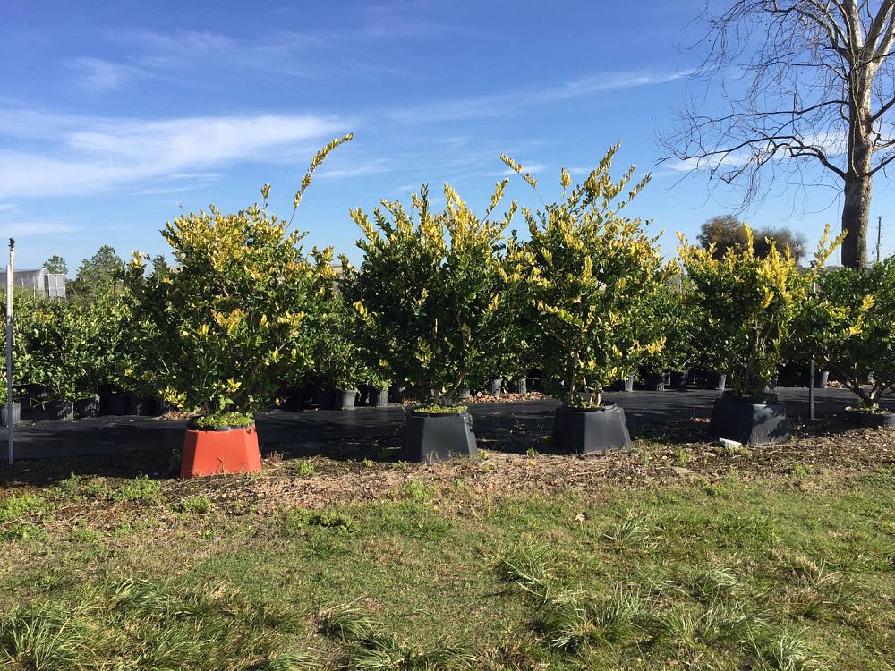 ligustrum-japonicum-gold-tip-japanese-privet-wax-leaf-ligustrum