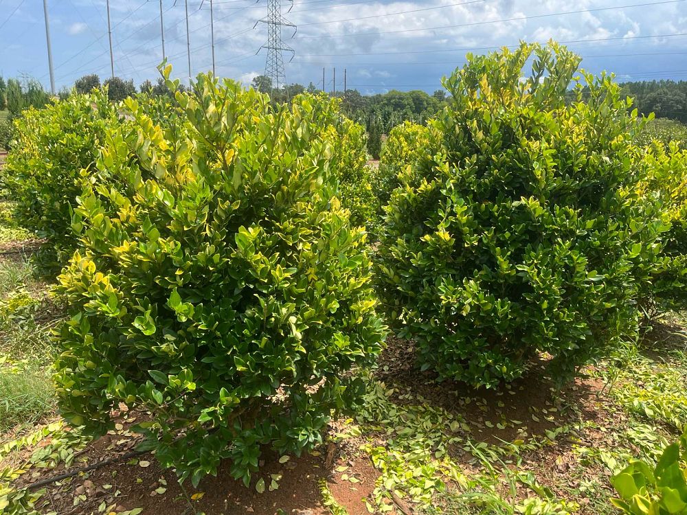 ligustrum-japonicum-gold-tip-japanese-privet-wax-leaf-ligustrum