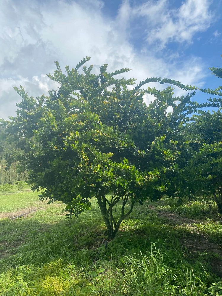 ligustrum-japonicum-golden-variegated-japanese-privet-wax-leaf-ligustrum