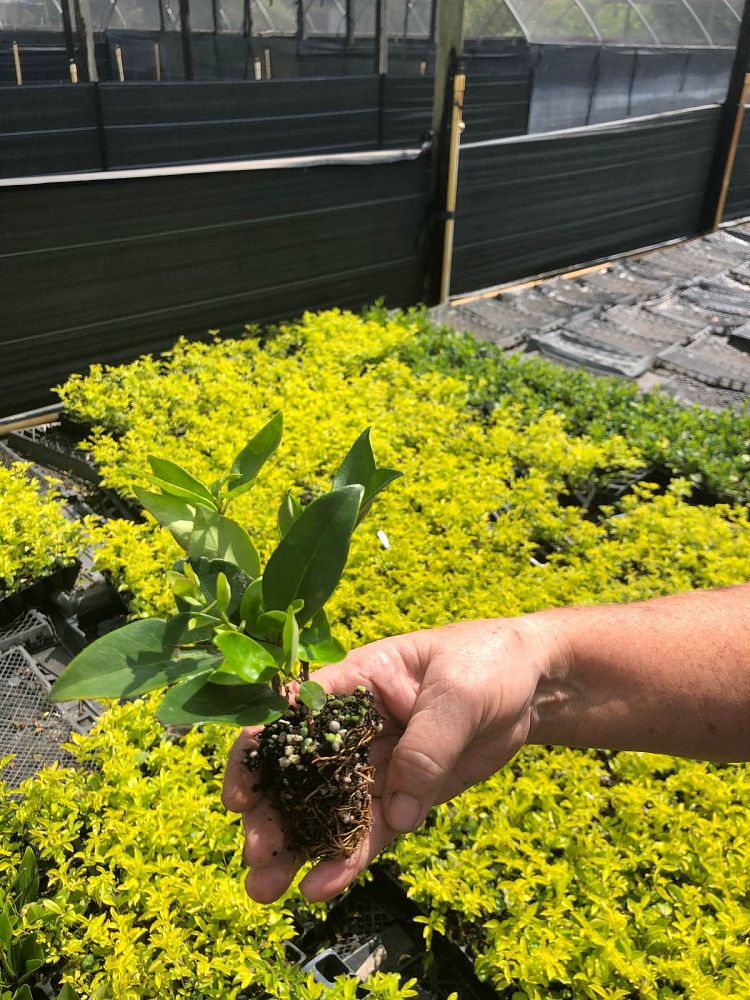 ligustrum-japonicum-greenheart-japanese-privet-wax-leaf-ligustrum