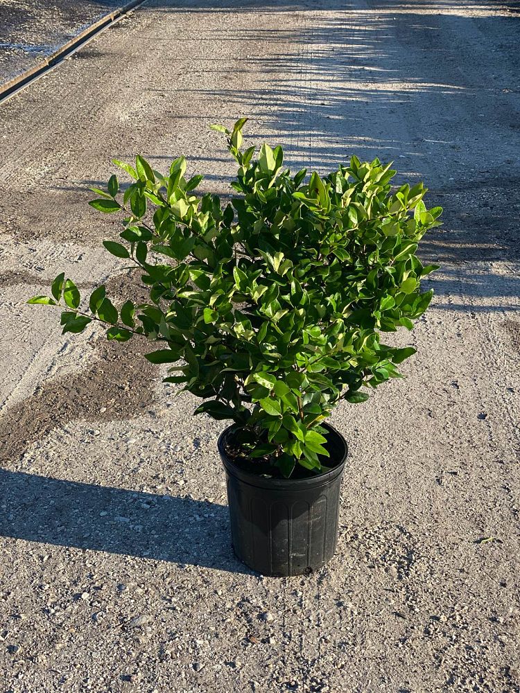 ligustrum-japonicum-greenheart-japanese-privet-wax-leaf-ligustrum