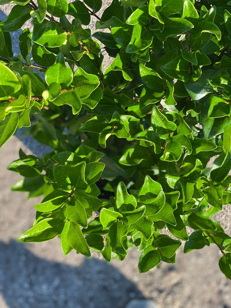 ligustrum-japonicum-greenheart-japanese-privet-wax-leaf-ligustrum