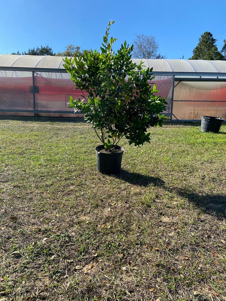 ligustrum-japonicum-greenheart-japanese-privet-wax-leaf-ligustrum