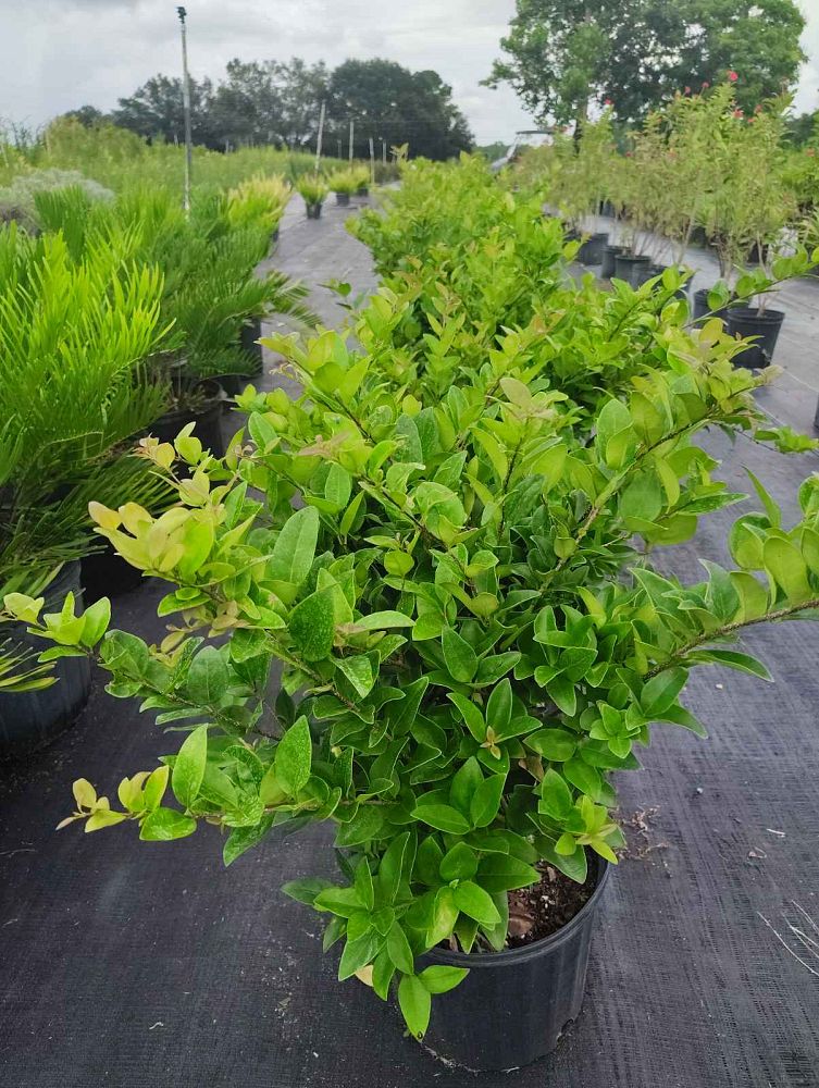 ligustrum-japonicum-greenheart-japanese-privet-wax-leaf-ligustrum