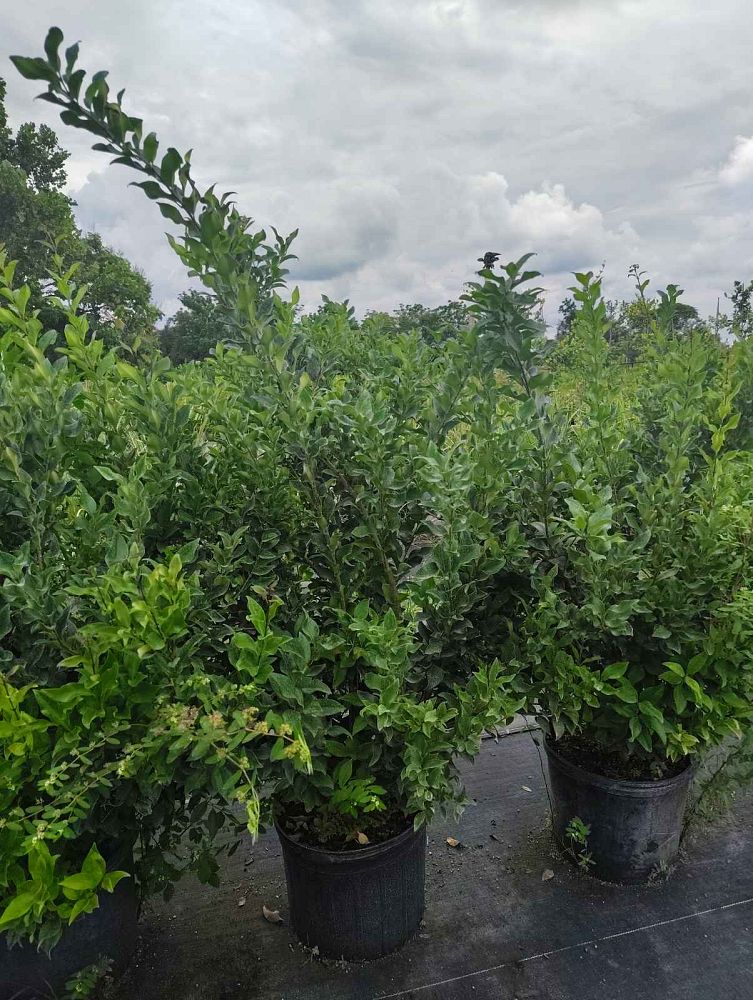 ligustrum-japonicum-greenheart-japanese-privet-wax-leaf-ligustrum