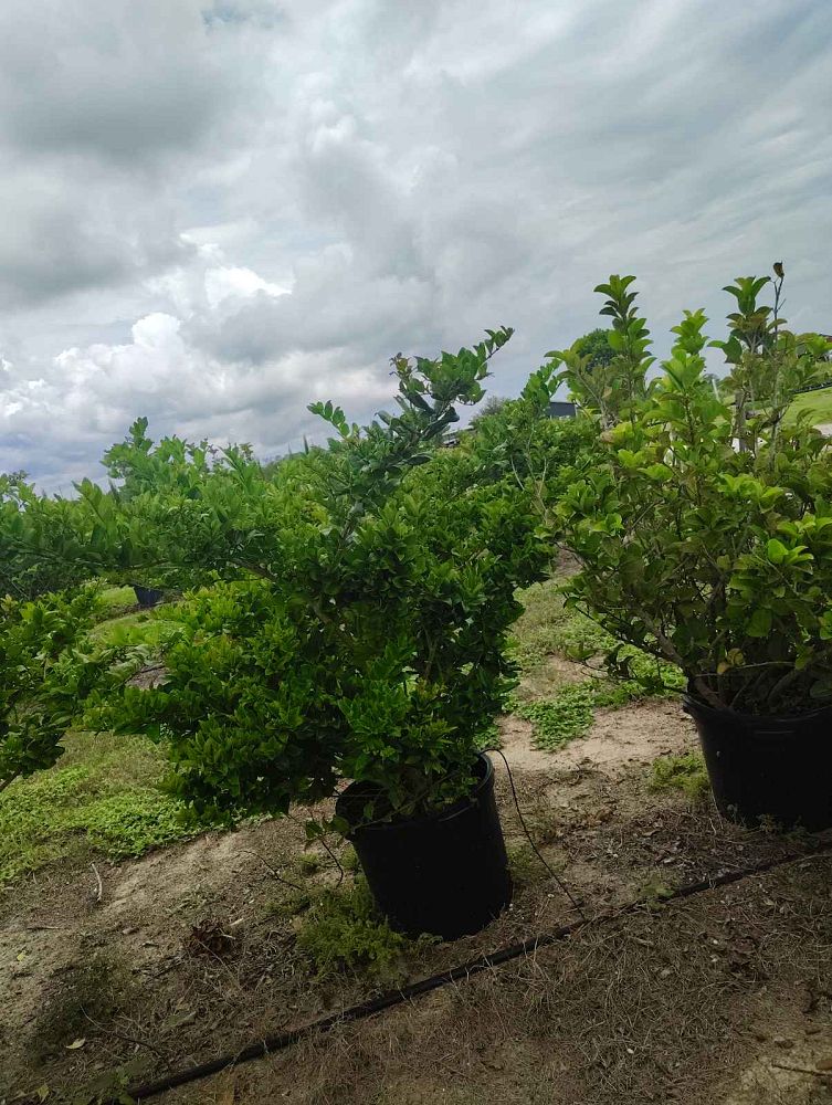 ligustrum-japonicum-greenheart-japanese-privet-wax-leaf-ligustrum