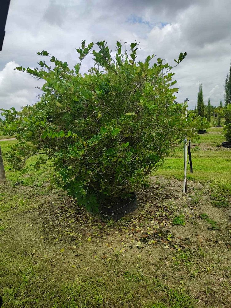 ligustrum-japonicum-greenheart-japanese-privet-wax-leaf-ligustrum