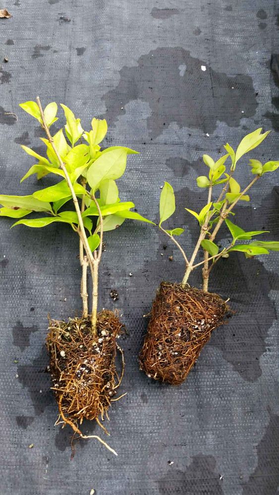 ligustrum-japonicum-howard-japanese-privet-wax-leaf-ligustrum