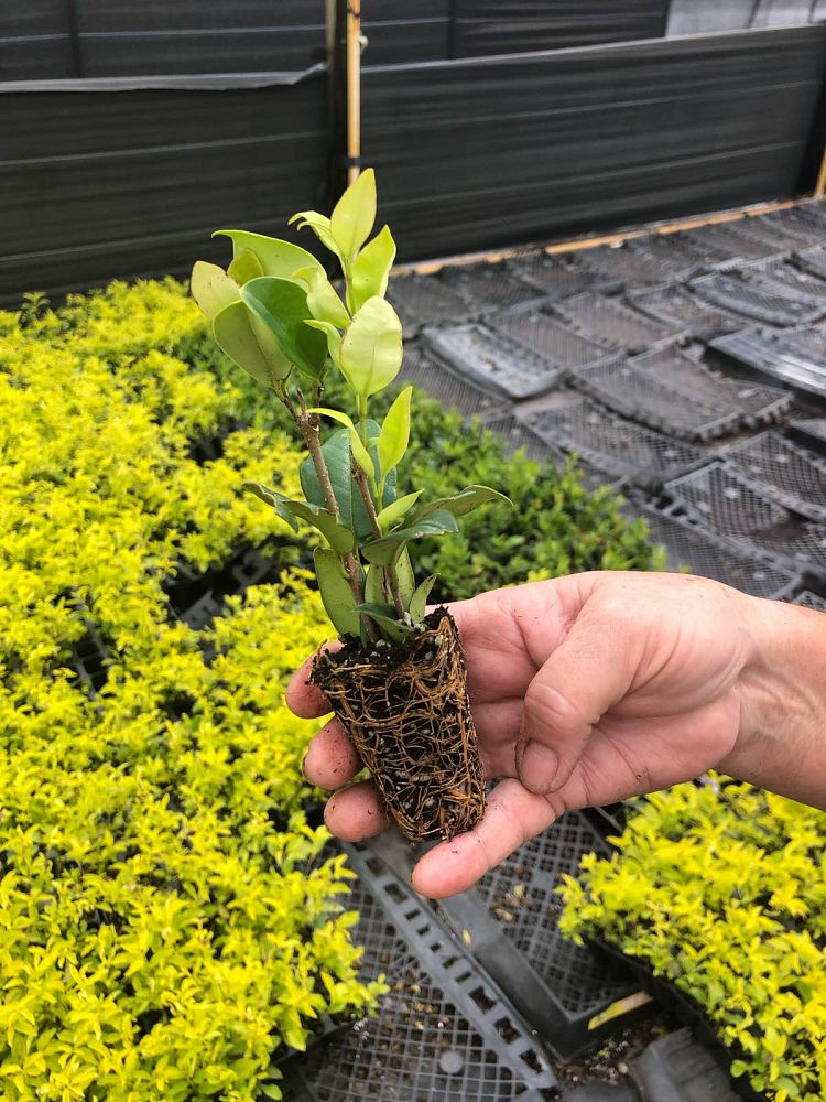 ligustrum-japonicum-howard-japanese-privet-wax-leaf-ligustrum