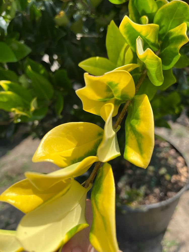ligustrum-japonicum-howard-japanese-privet-wax-leaf-ligustrum