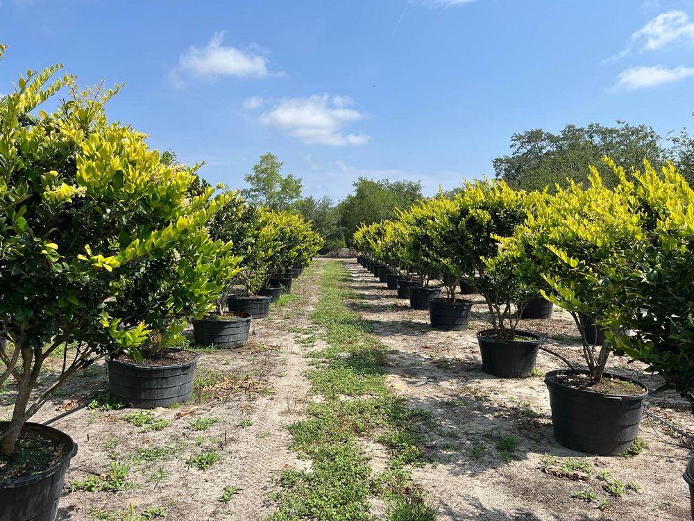 ligustrum-japonicum-howard-japanese-privet-wax-leaf-ligustrum