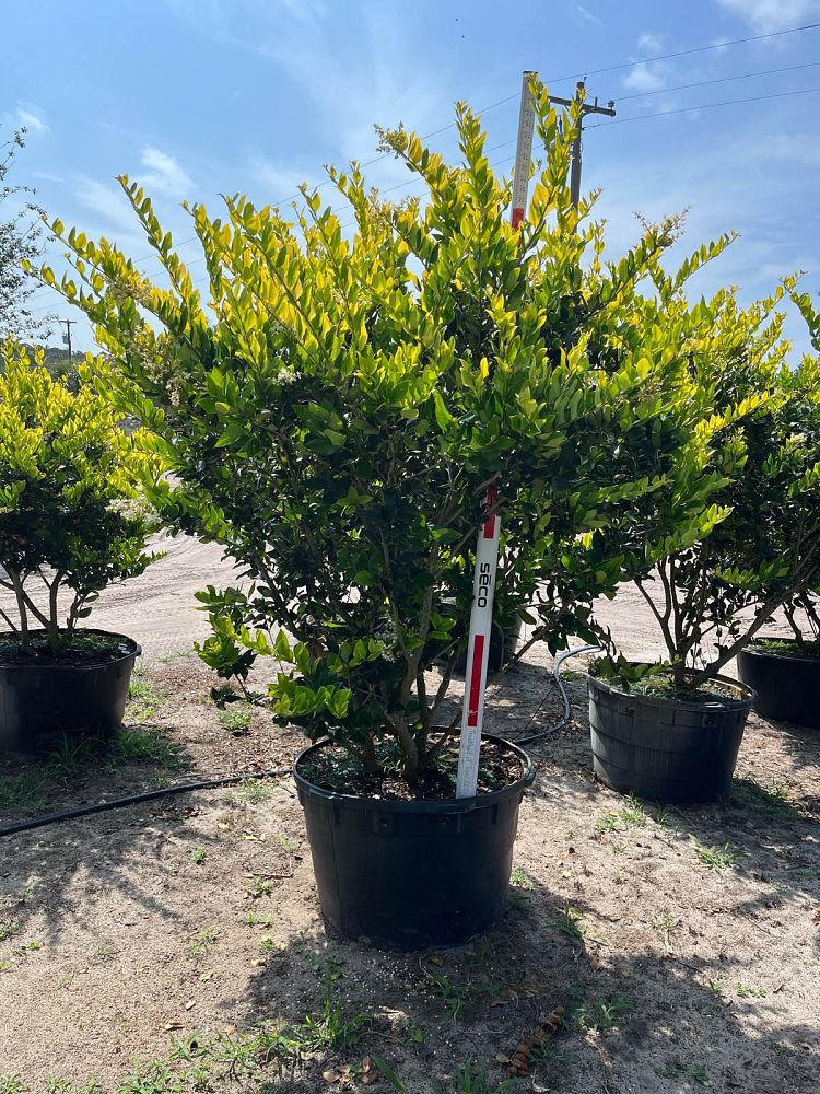 ligustrum-japonicum-howard-japanese-privet-wax-leaf-ligustrum