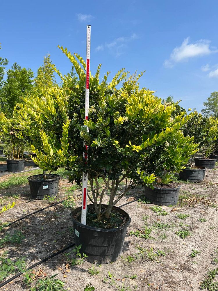 ligustrum-japonicum-howard-japanese-privet-wax-leaf-ligustrum
