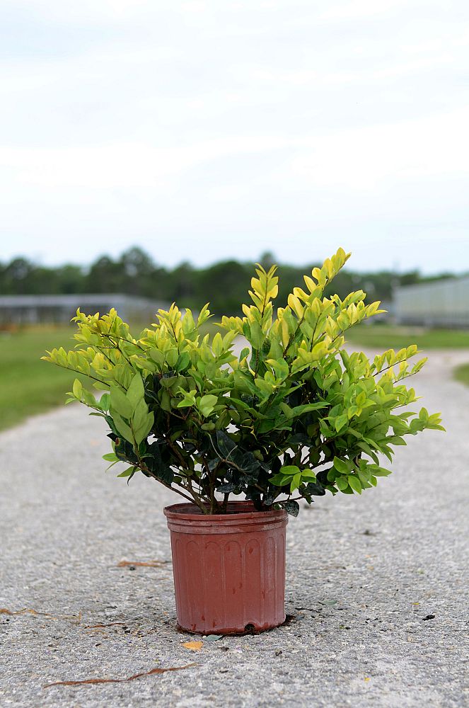 ligustrum-japonicum-howardi-japanese-privet-wax-leaf-ligustrum