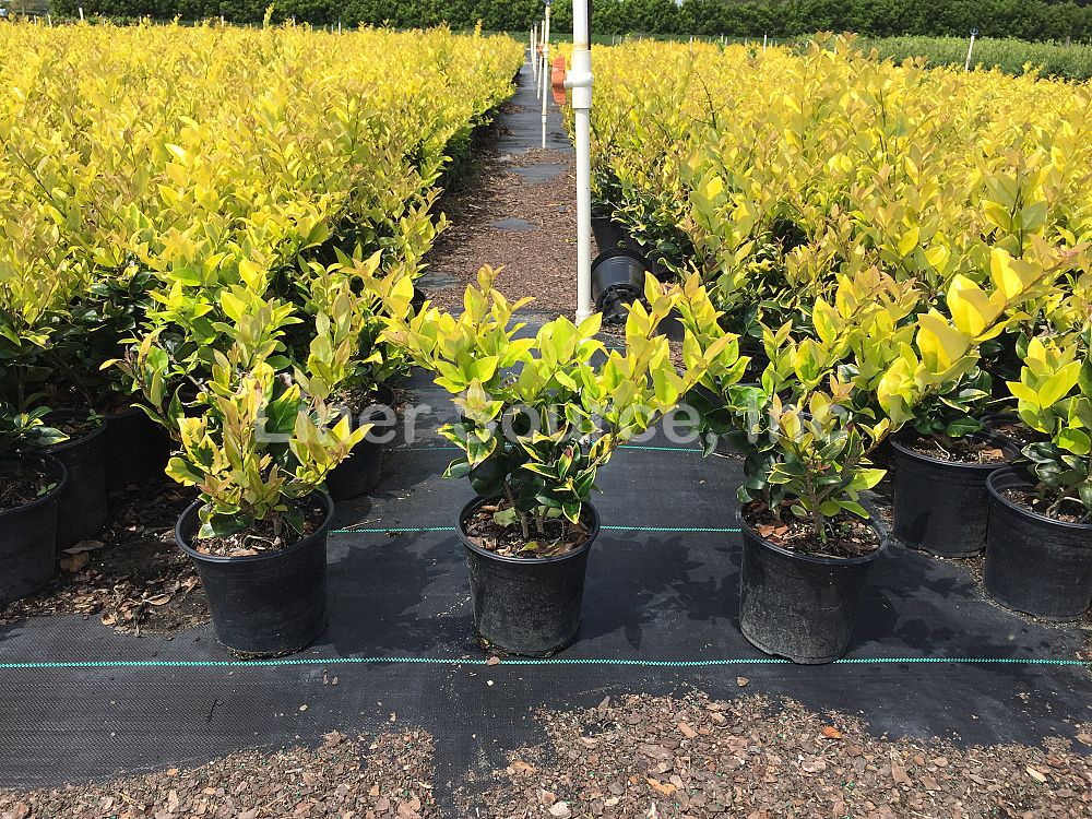 ligustrum-japonicum-howardi-japanese-privet-wax-leaf-ligustrum