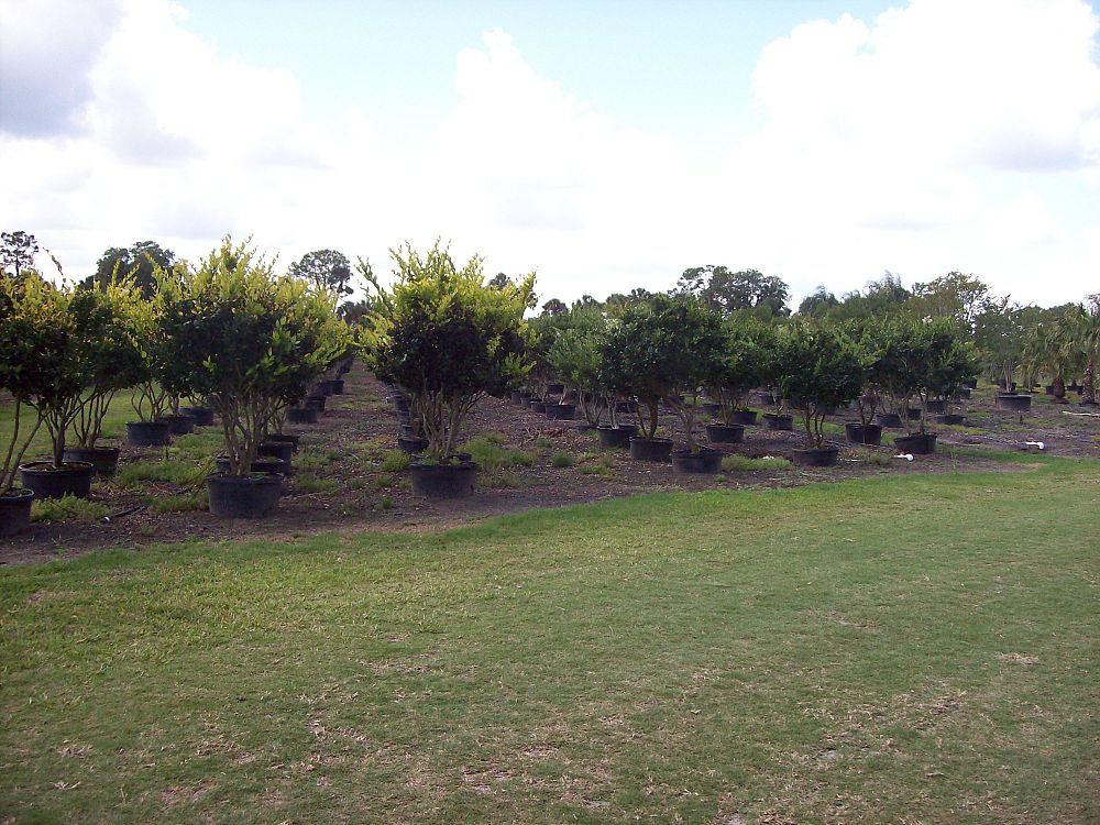 ligustrum-japonicum-howardi-japanese-privet-wax-leaf-ligustrum