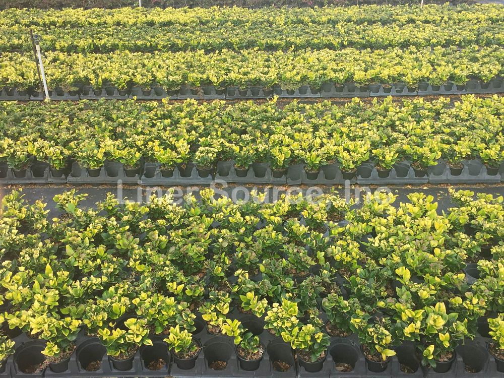 ligustrum-japonicum-howardi-japanese-privet-wax-leaf-ligustrum
