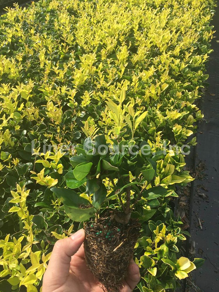 ligustrum-japonicum-howardi-japanese-privet-wax-leaf-ligustrum