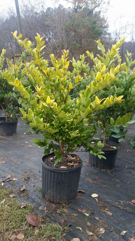 ligustrum-japonicum-howardi-japanese-privet-wax-leaf-ligustrum