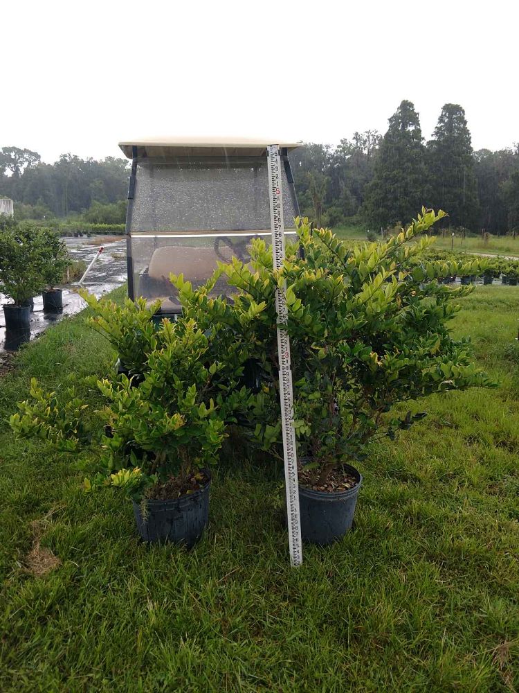 ligustrum-japonicum-howardi-japanese-privet-wax-leaf-ligustrum