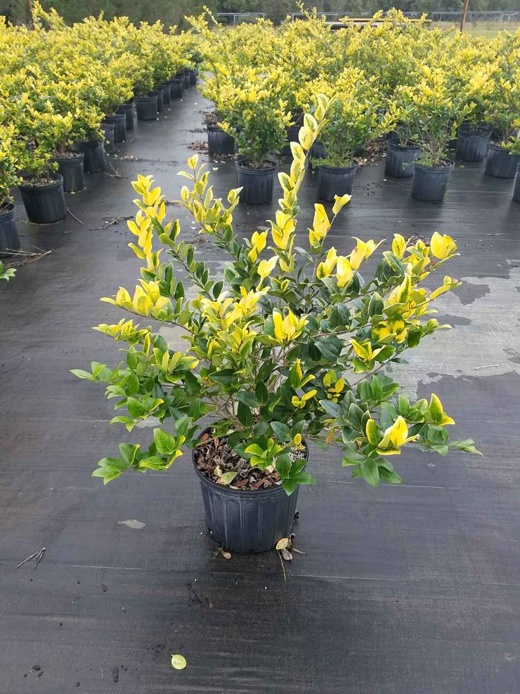ligustrum-japonicum-howardi-japanese-privet-wax-leaf-ligustrum