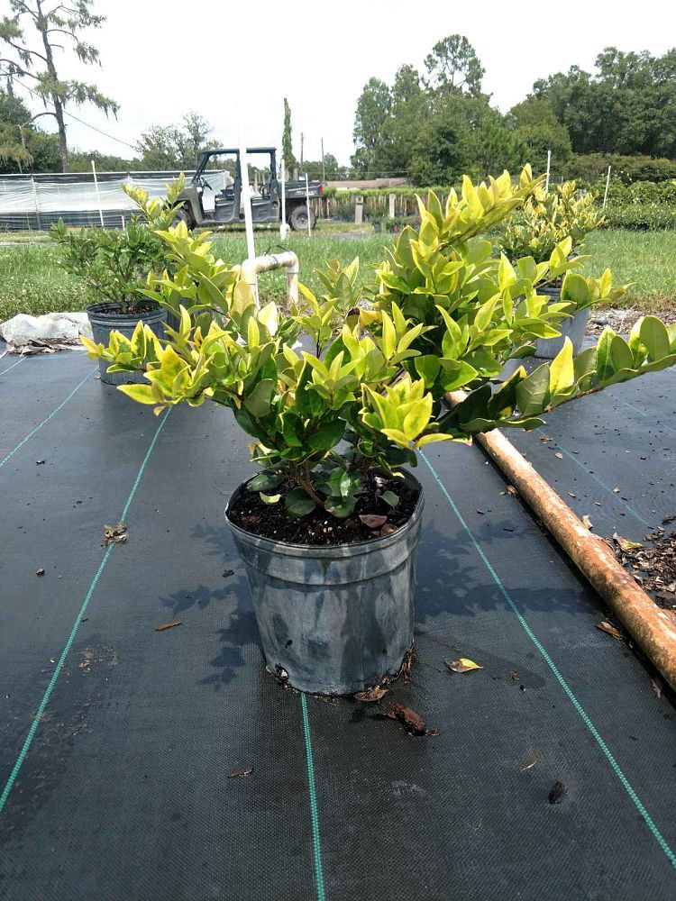 ligustrum-japonicum-howardi-japanese-privet-wax-leaf-ligustrum