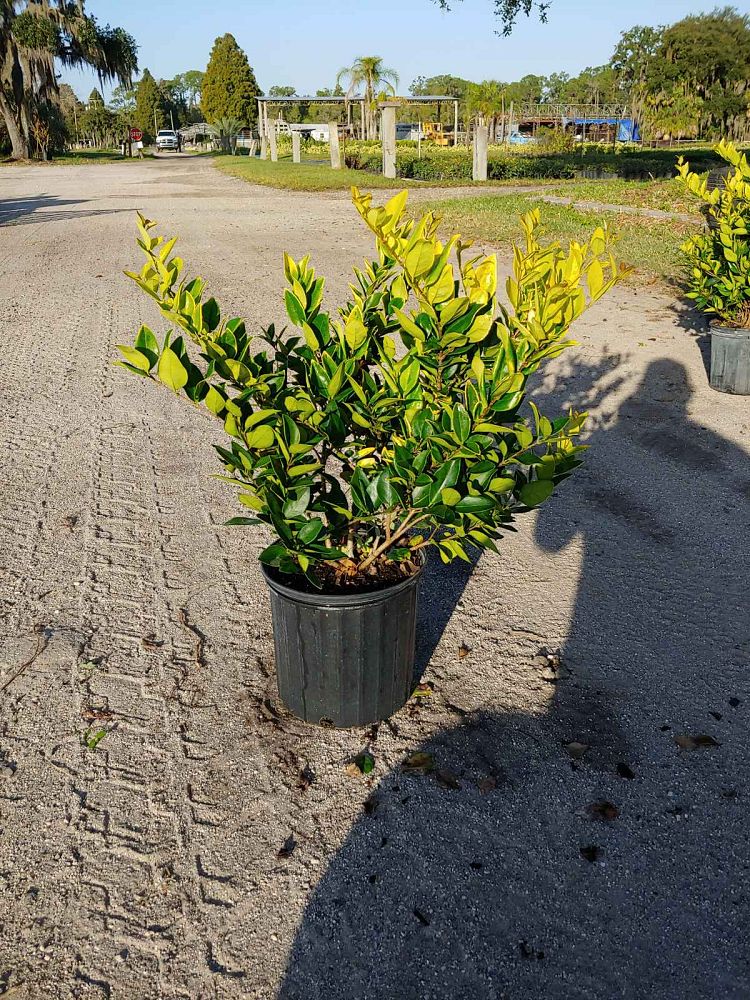 ligustrum-japonicum-howardi-japanese-privet-wax-leaf-ligustrum