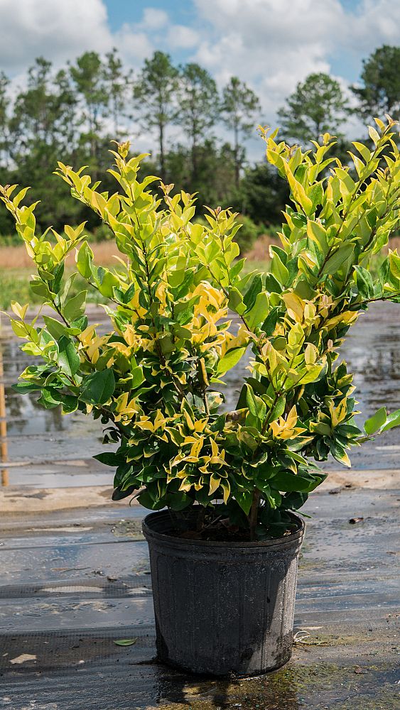 ligustrum-japonicum-howardi-japanese-privet-wax-leaf-ligustrum