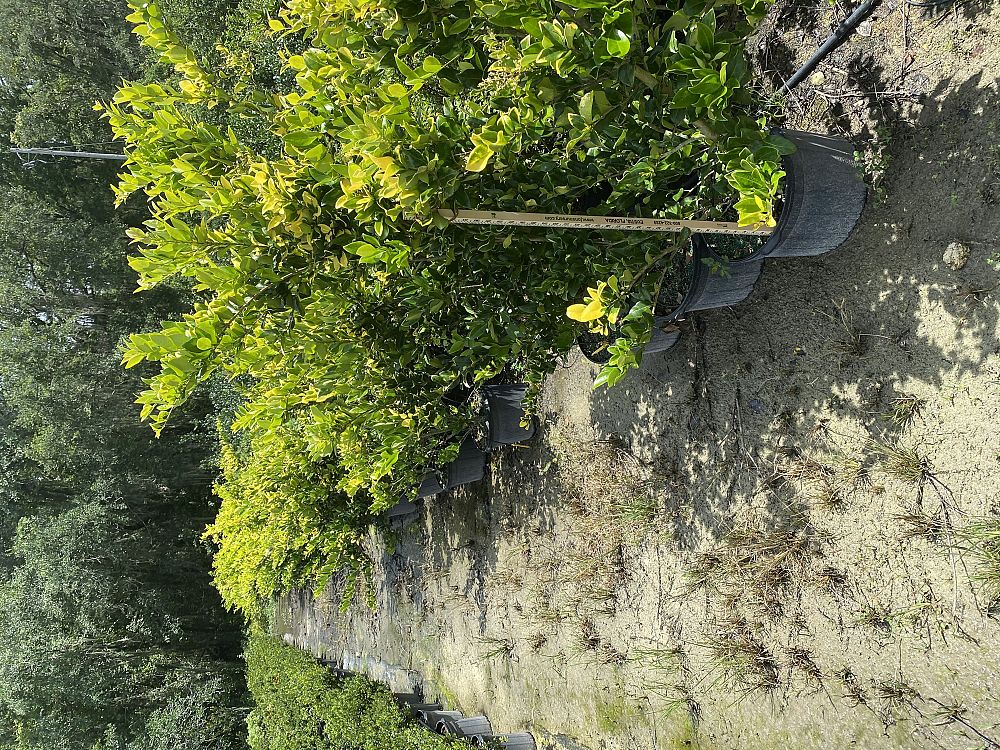 ligustrum-japonicum-howardi-japanese-privet-wax-leaf-ligustrum