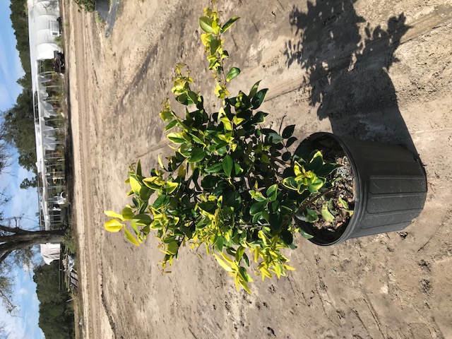 ligustrum-japonicum-howardi-japanese-privet-wax-leaf-ligustrum
