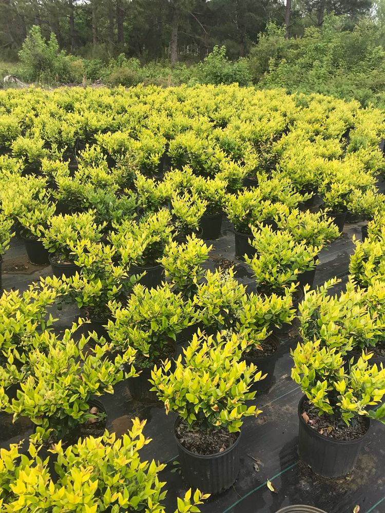 ligustrum-japonicum-howardi-japanese-privet-wax-leaf-ligustrum