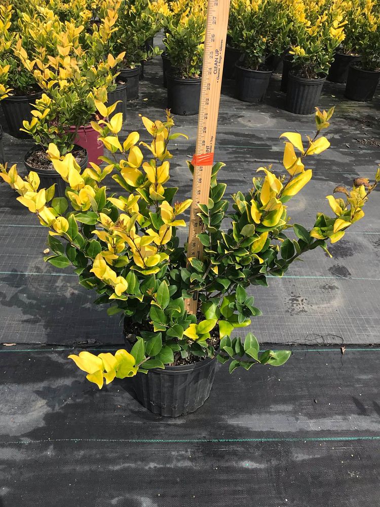 ligustrum-japonicum-howardi-japanese-privet-wax-leaf-ligustrum