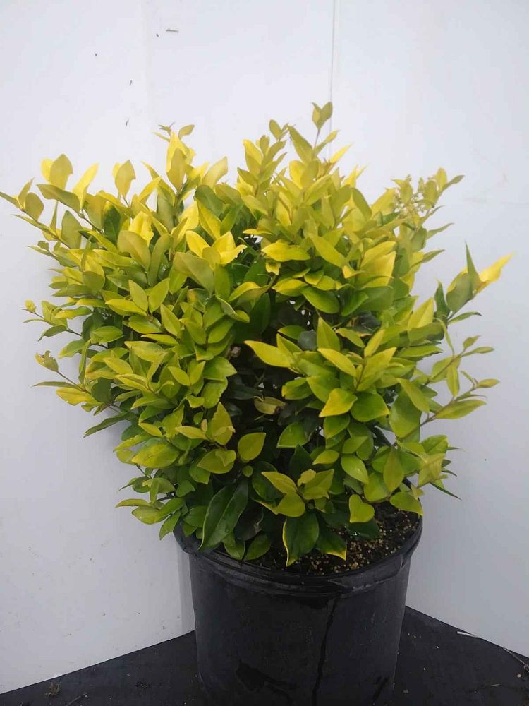 ligustrum-japonicum-howardi-japanese-privet-wax-leaf-ligustrum