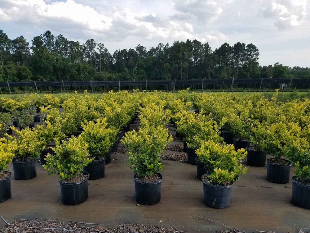 ligustrum-japonicum-howardi-japanese-privet-wax-leaf-ligustrum