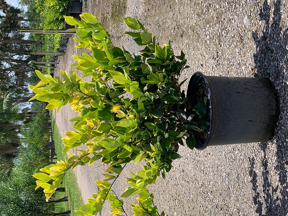 ligustrum-japonicum-howardi-japanese-privet-wax-leaf-ligustrum