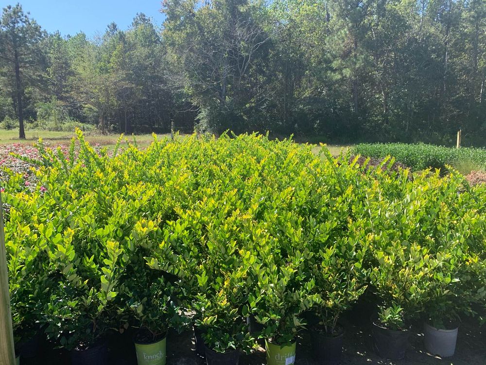 ligustrum-japonicum-howardi-japanese-privet-wax-leaf-ligustrum