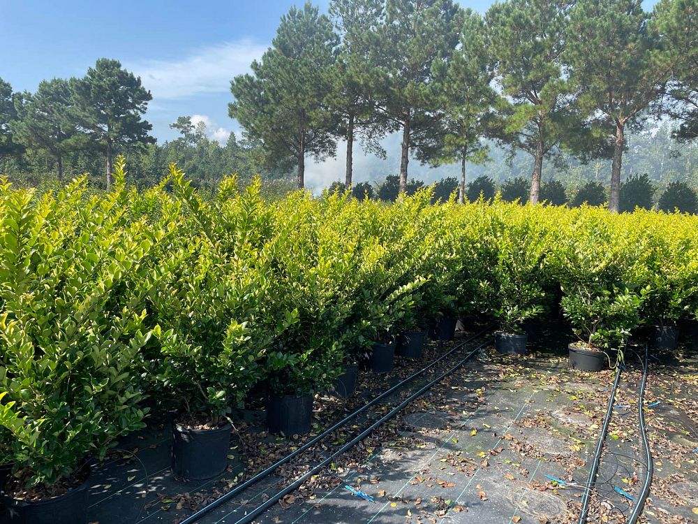 ligustrum-japonicum-howardi-japanese-privet-wax-leaf-ligustrum