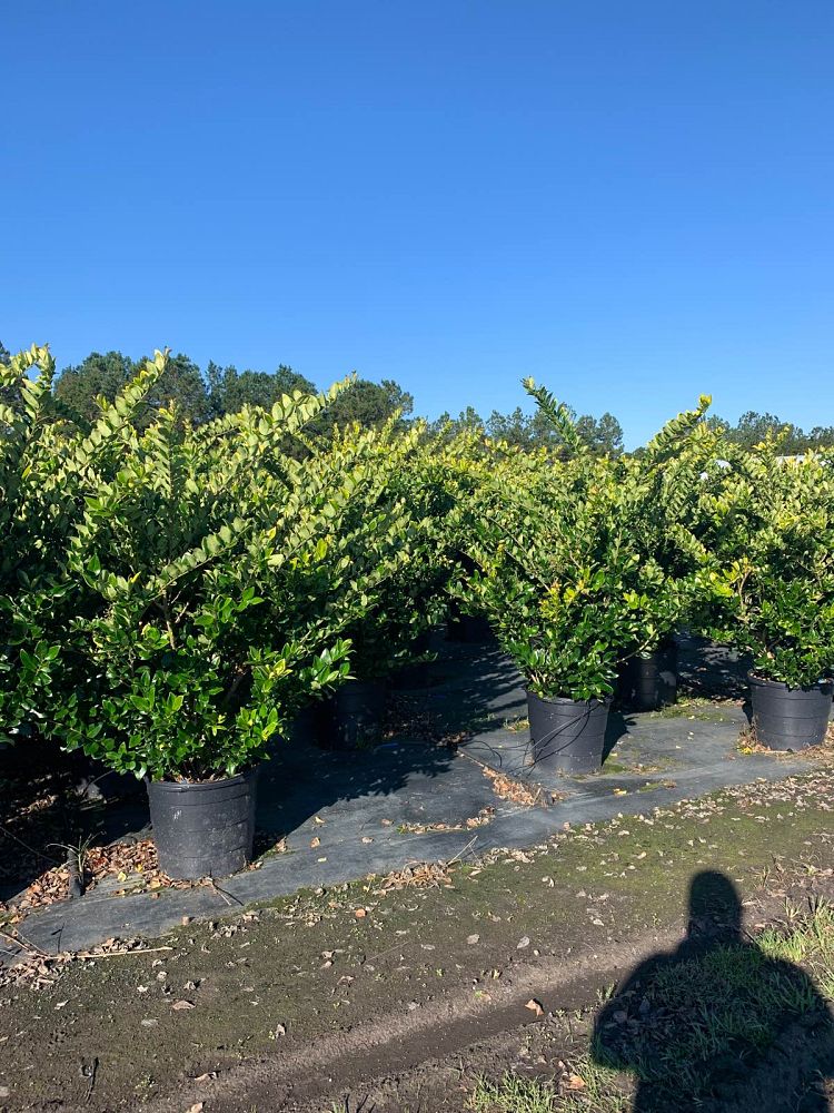 ligustrum-japonicum-howardi-japanese-privet-wax-leaf-ligustrum