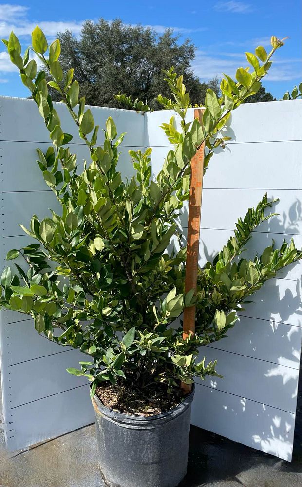 ligustrum-japonicum-howardi-japanese-privet-wax-leaf-ligustrum