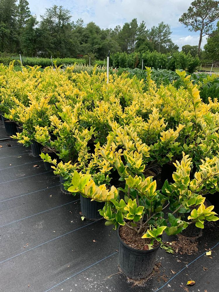 ligustrum-japonicum-howardi-japanese-privet-wax-leaf-ligustrum