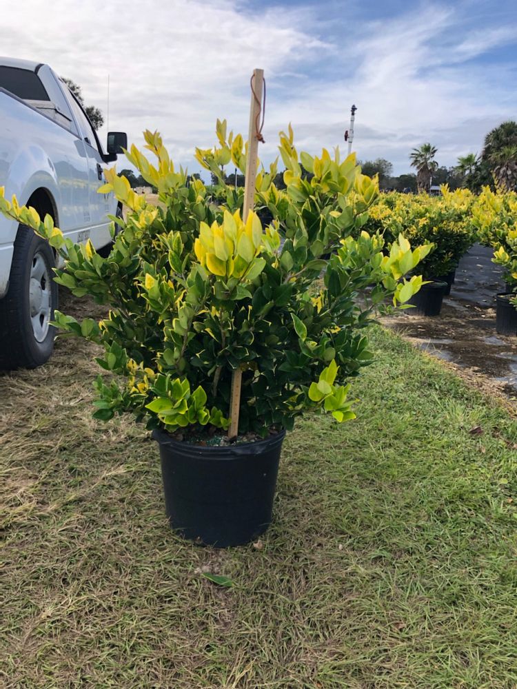 ligustrum-japonicum-howardi-japanese-privet-wax-leaf-ligustrum