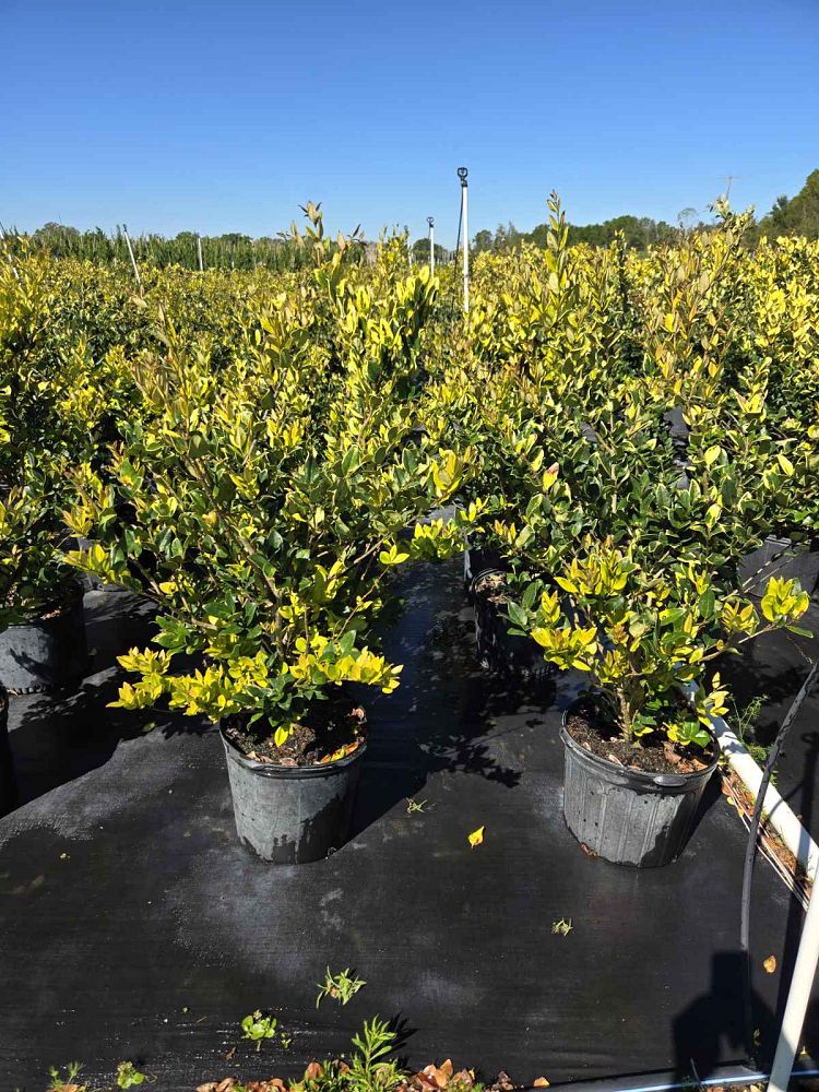 ligustrum-japonicum-howardi-japanese-privet-wax-leaf-ligustrum