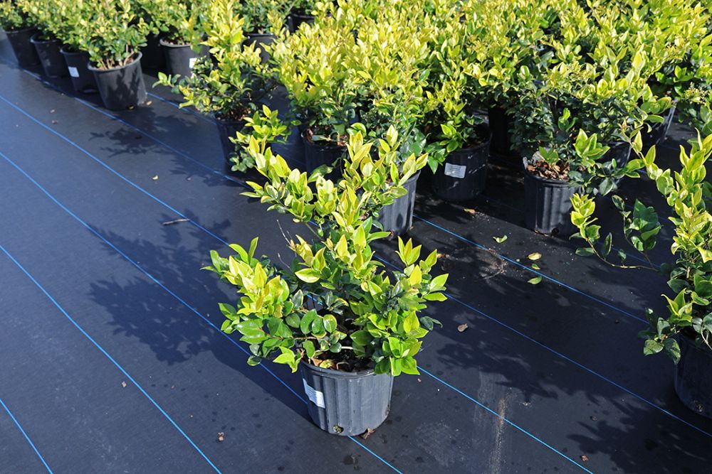 ligustrum-japonicum-howardi-japanese-privet-wax-leaf-ligustrum