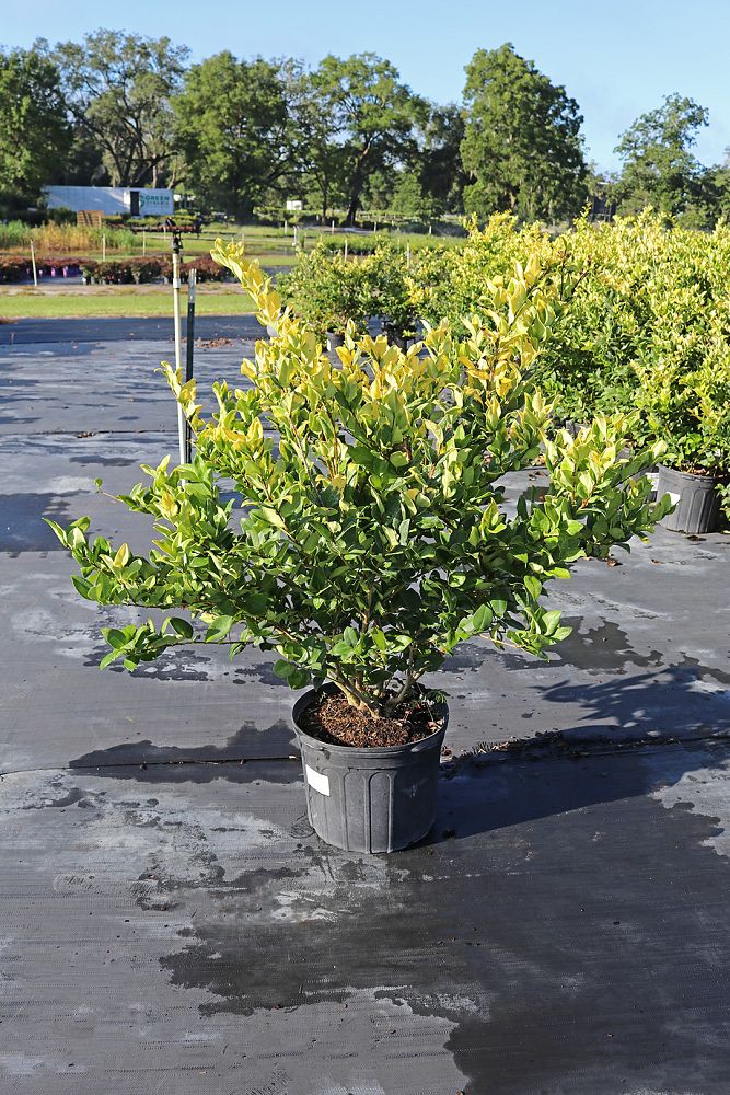 ligustrum-japonicum-howardi-japanese-privet-wax-leaf-ligustrum
