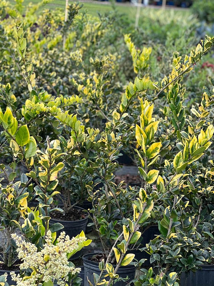 ligustrum-japonicum-howardi-japanese-privet-wax-leaf-ligustrum