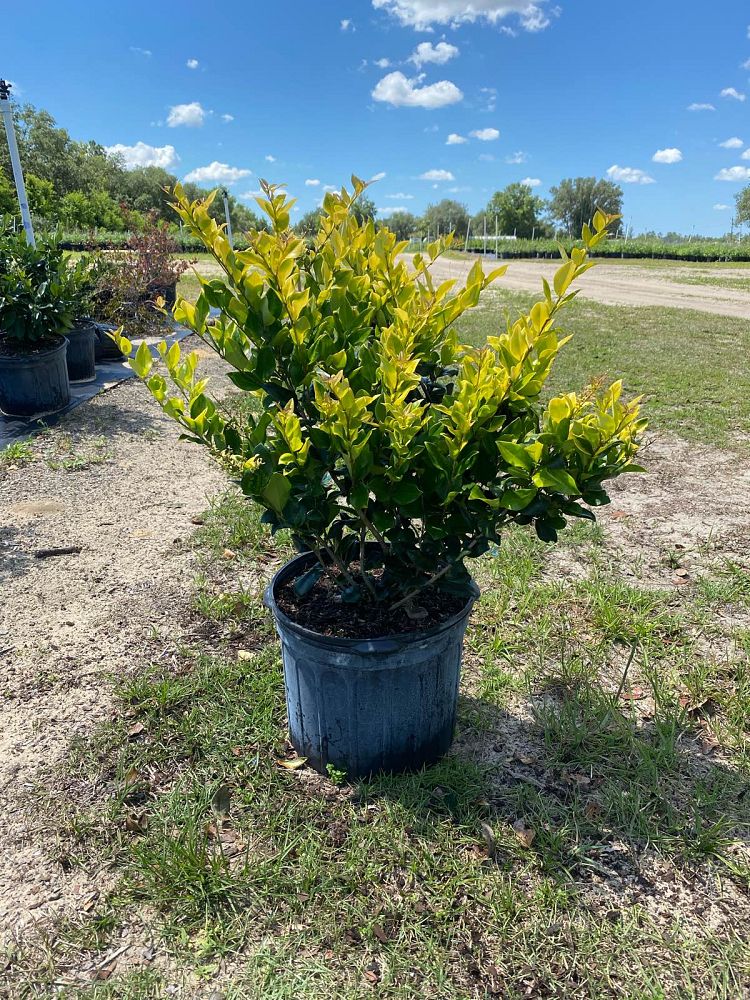 ligustrum-japonicum-howardi-japanese-privet-wax-leaf-ligustrum
