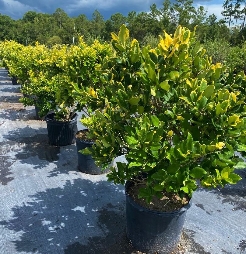 ligustrum-japonicum-howardi-japanese-privet-wax-leaf-ligustrum