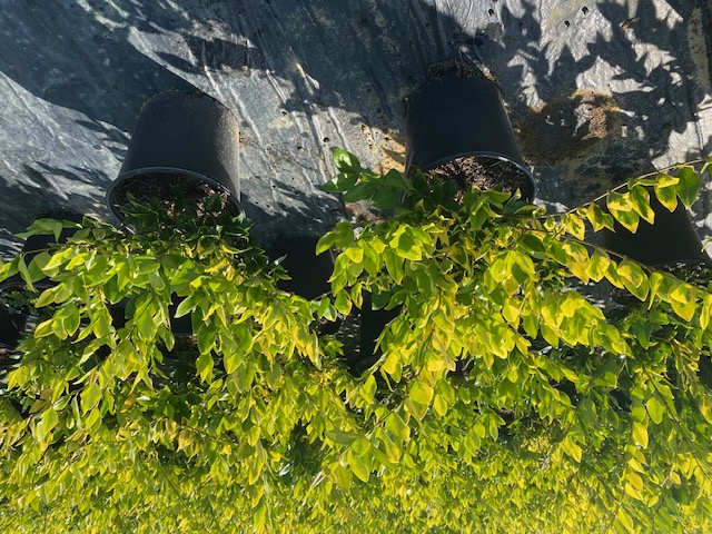 ligustrum-japonicum-howardi-japanese-privet-wax-leaf-ligustrum