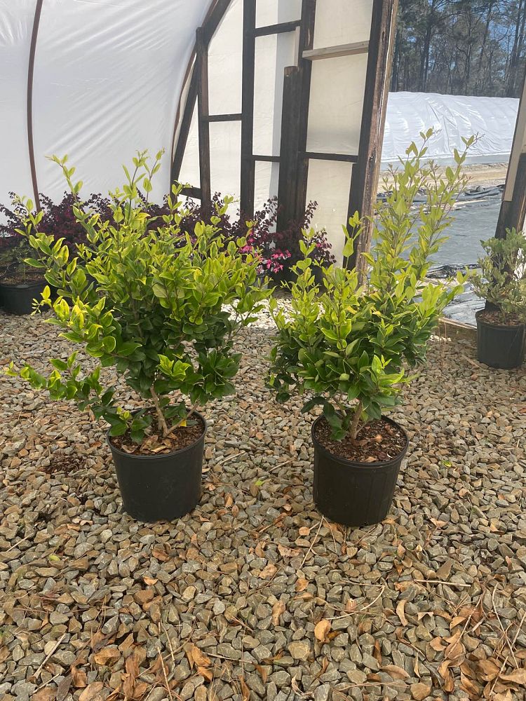 ligustrum-japonicum-howardi-japanese-privet-wax-leaf-ligustrum