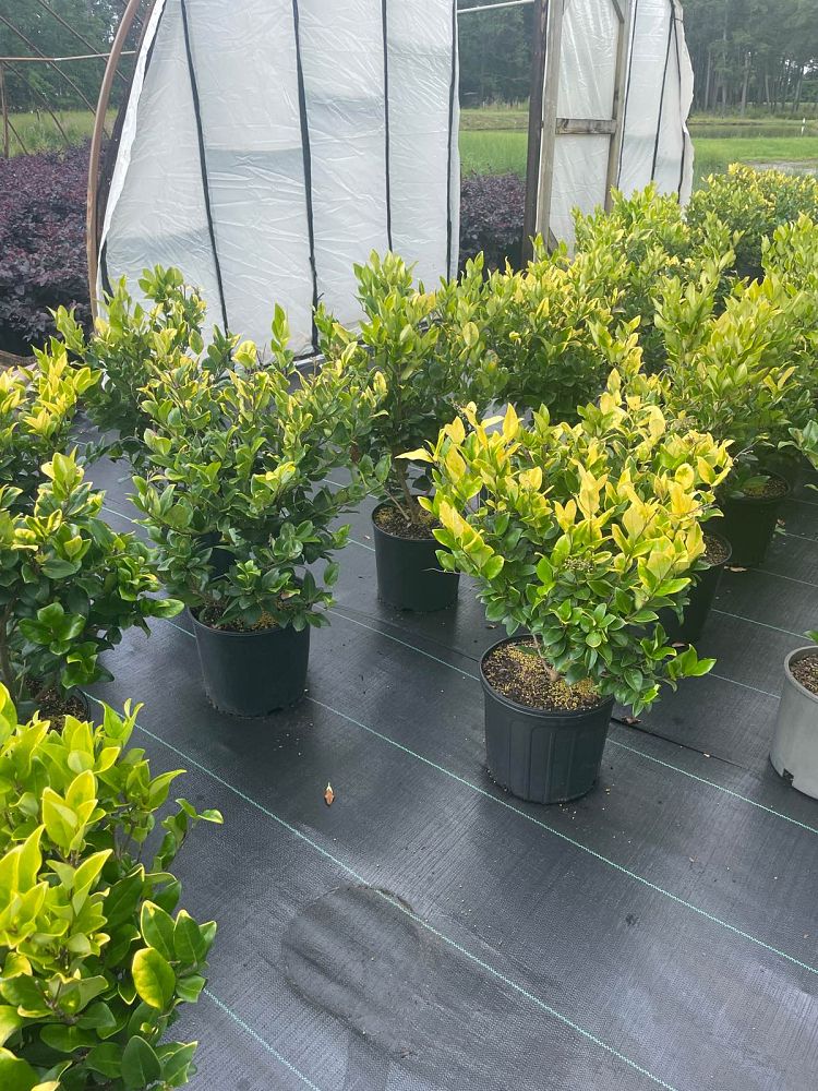 ligustrum-japonicum-howardi-japanese-privet-wax-leaf-ligustrum